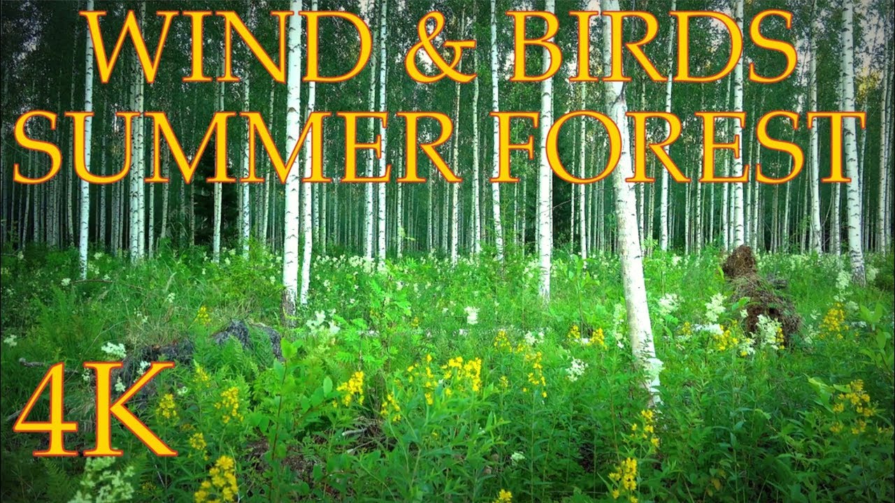 Sound of Windy Birch Forest & Birds and Flower Meadow 4K