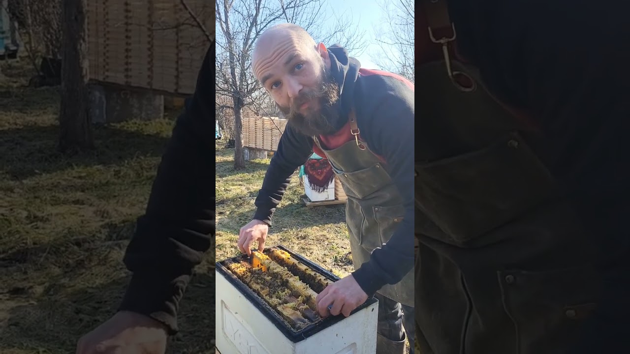 Весенние работы на пасеке. Что делать с пчелами после зимы