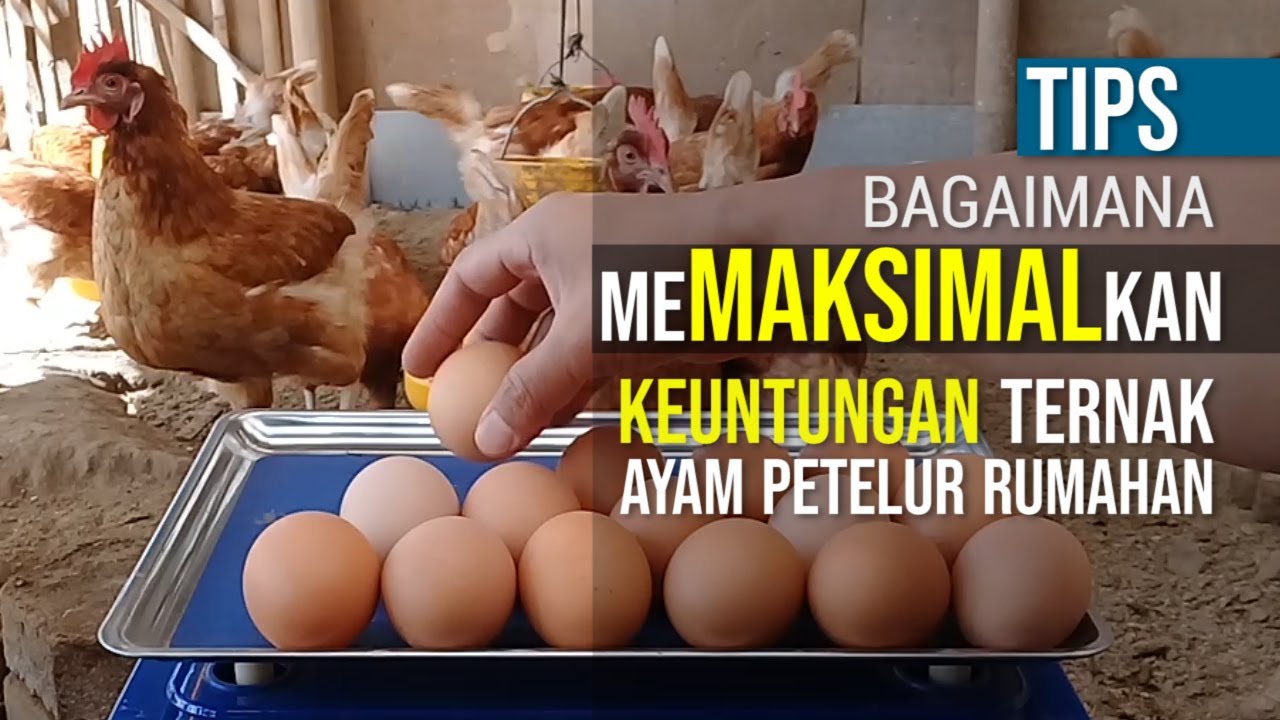 Berbagi Tips Menaikkan Keuntungan Pendapatan Ternak Ayam Petelur 100 ekor Rumahan