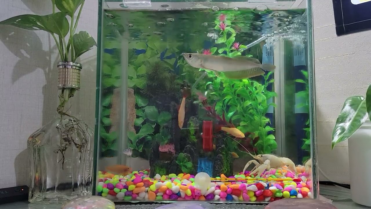 Aquarium decor time ⏲️