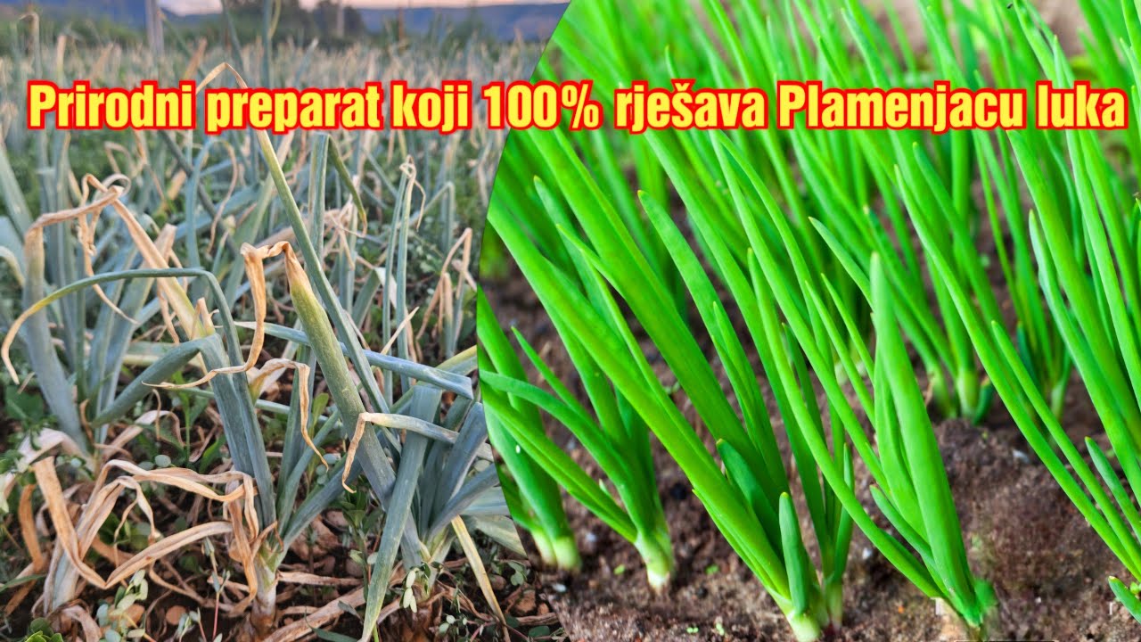 Natural'noye resheniye protiv lukovogo vospaleniya: 100% effektivnost'!