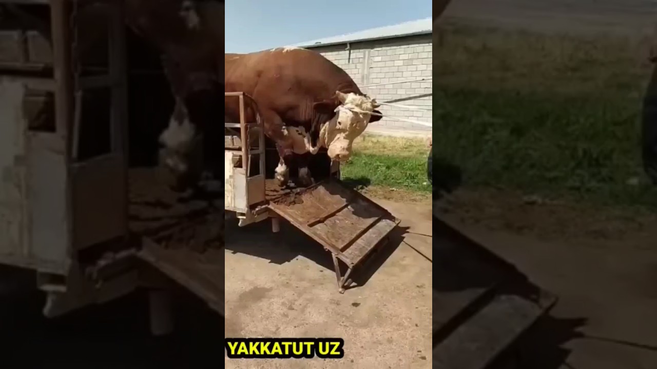 Калонтарин бука дар Таджикистан 🌍1400KG THE BIGGEST BULL IN THE WORLD BULLS OF SMETAN PARODA#amin777