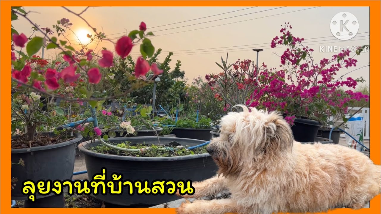 ลุยงาน ทำแปลงผักต่อจากเมื่อวาน🪴🐶🪴