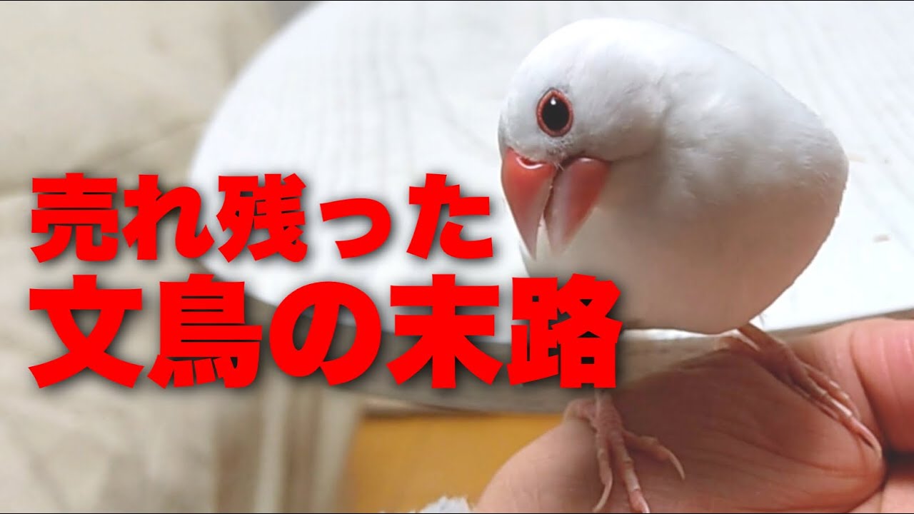 【売れ残った文鳥の末路】ペットショップで売れずに大きくなった文鳥はどうなる？