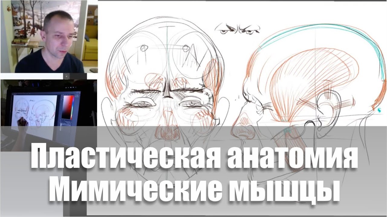 Мимические мышцы. Эмоции / Видеокурс /Пластическая анатомия - А. Рыжкин