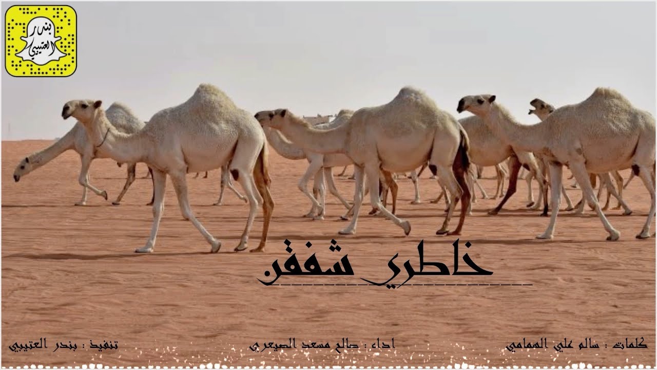 خاطري شفقن على قطع الخرايم - نسرح مع الصبح يوم الكل نايم اداء صالح مسعد الصيعري 2025 حصرياً