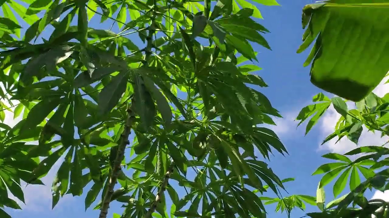 Growing cassava! Cuttings 4 sale 2! Starch! Livestock fodder! Fast hedge! 