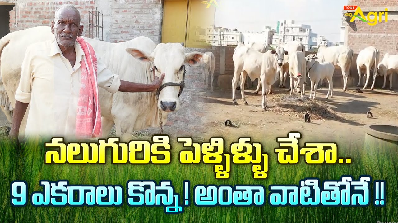 Ongole Cow Farming | నలుగురికి పెళ్ళిళ్ళు చేశా.. 9 ఎకరాలు కొన్న ! అంతా వాటితోనే !! | Tone Agri