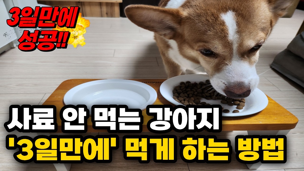 강아지 간식 끊고 사료만 먹이기|사료거부의 악순환 끊는 3가지 방법