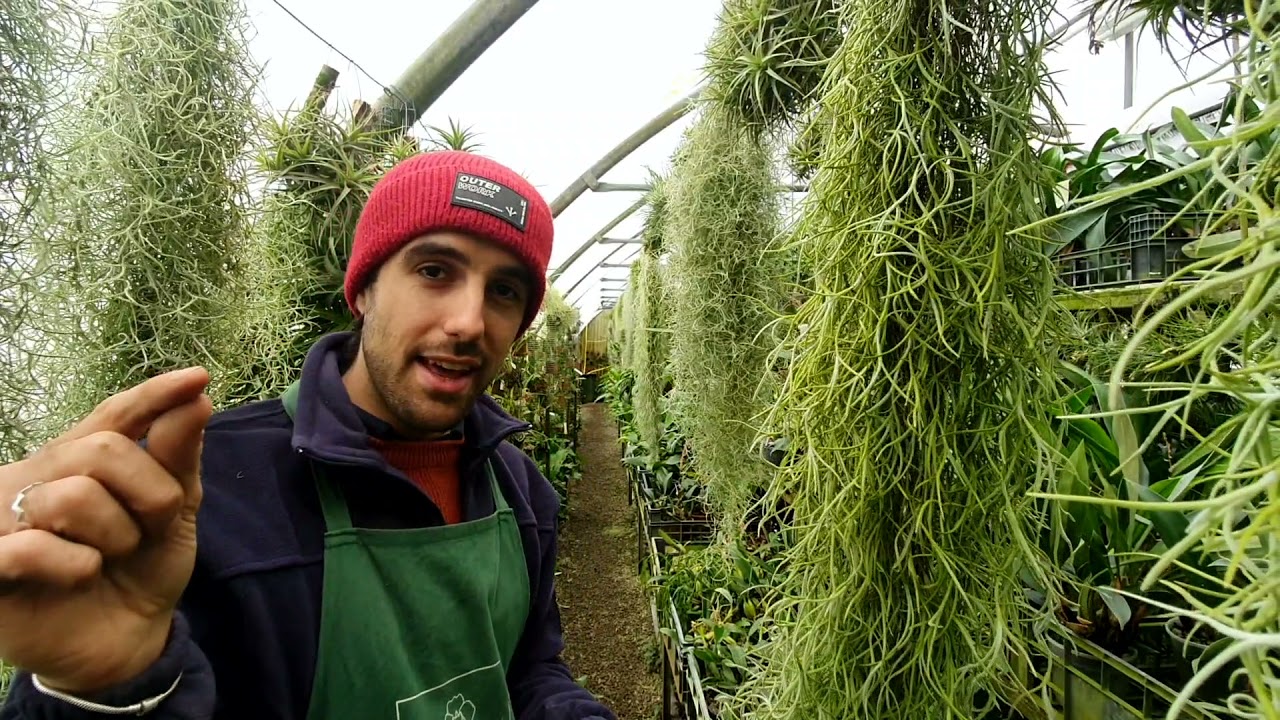 Tillandsia usneoides ecco alcuni  ecotipi