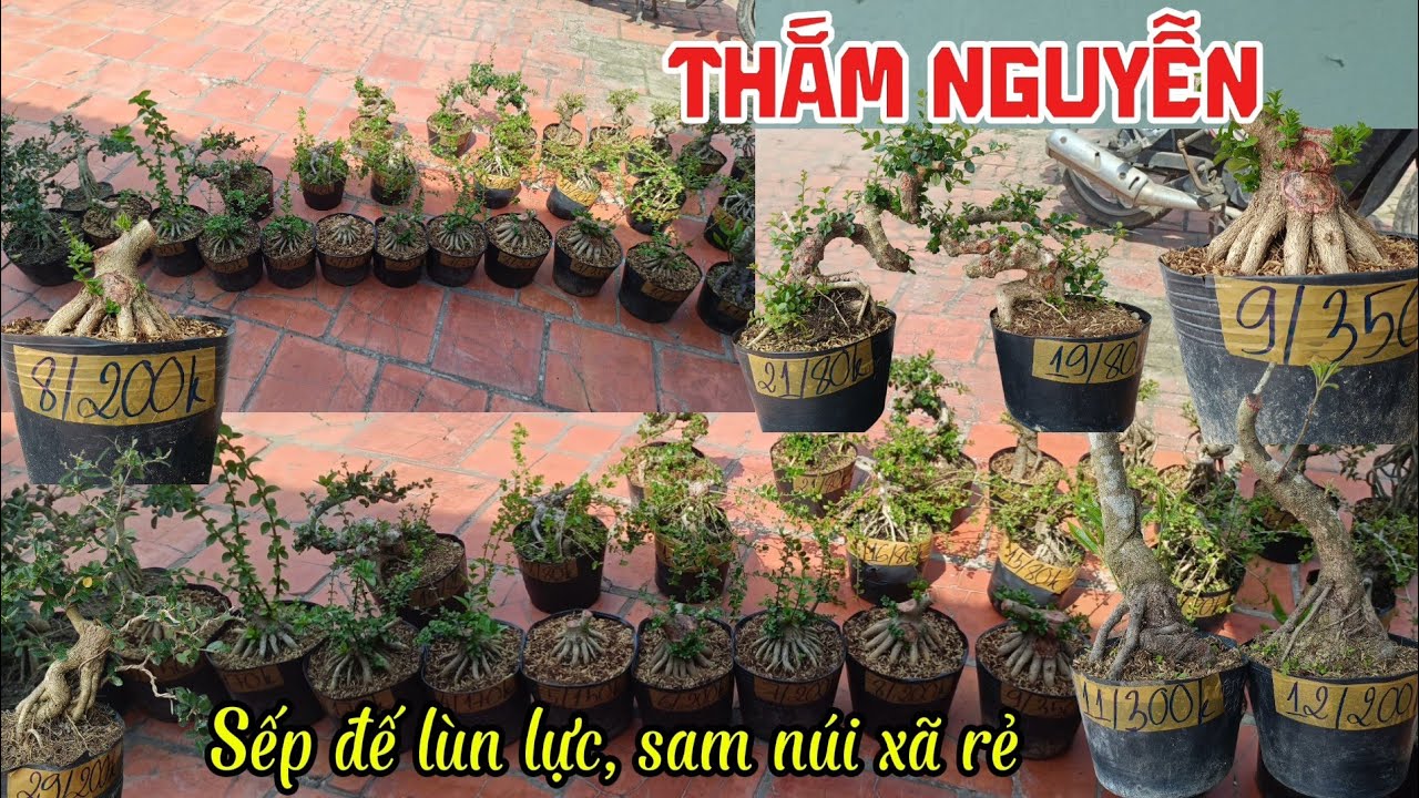 11/3/2026_Thắm Nguyễn #0369298778 _Sam hương sếp đế lùn lực,Sam núi dọn vườn,lekima,hồng ngọc rể nôm