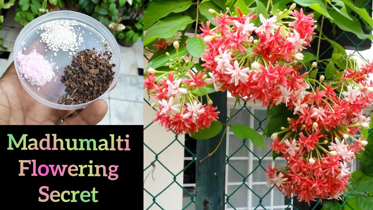 ढेरों फूलों के लिए madhumalti jhumka bel को अभी डालो यह खाद.... Get more flowers on Rangoon creeper