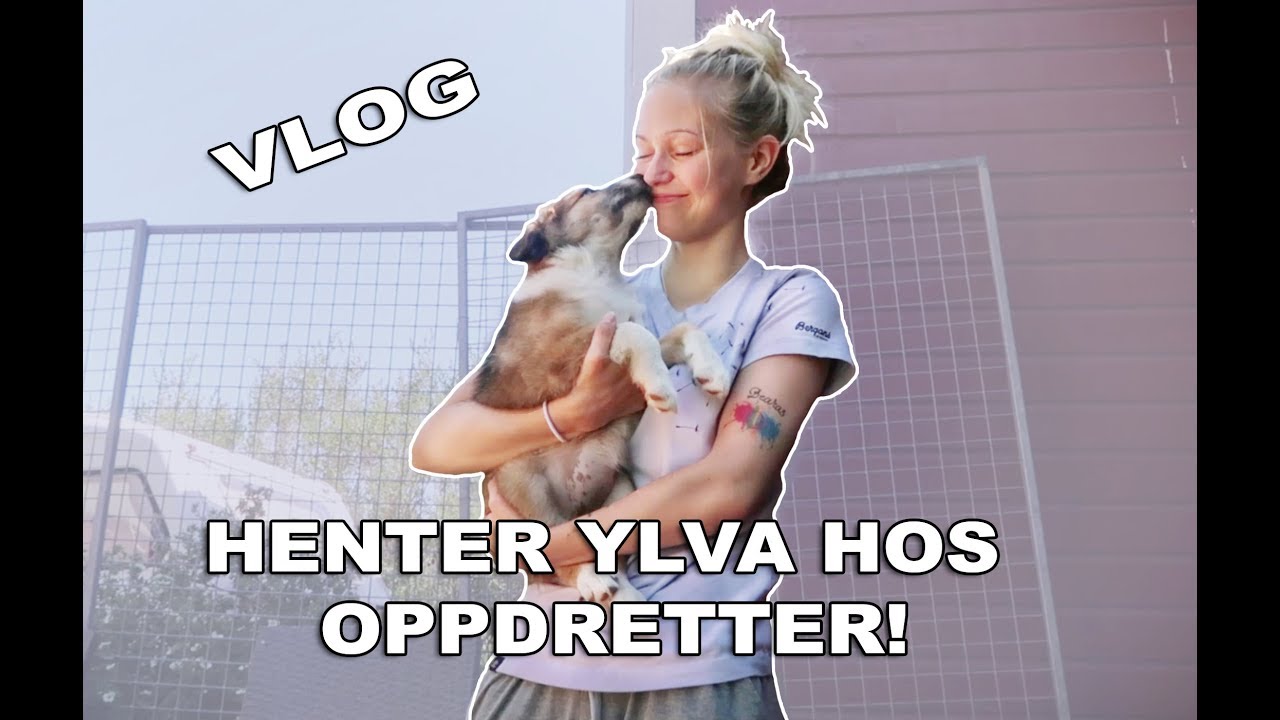 HENTER NY HUND (YLVA) OG TUR TIL SVERIGE // VLOG