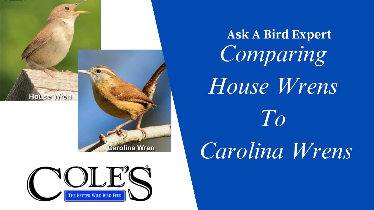 Unveiling Distinctions: House Wrens vs. Carolina Wrens