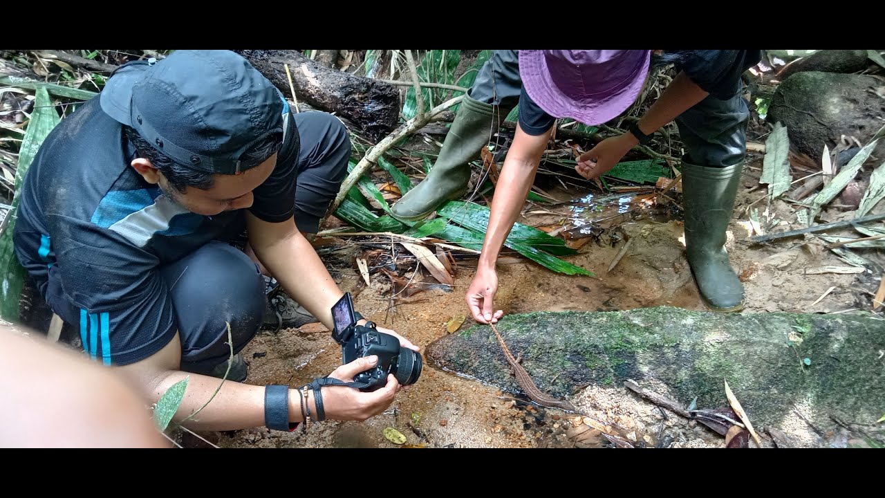 The search for Lanthanotus borneensis, in the perspective of science and society