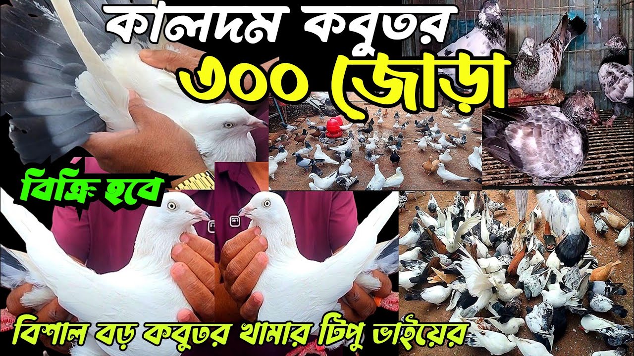 বিশাল বড় কালদম কবুতর খামার | ৩০০ জোড়ার কালদম কবুতর খামার |চিলা,গিরিবাজ, টেডি, টিপু ভাইয়ের কবুতর