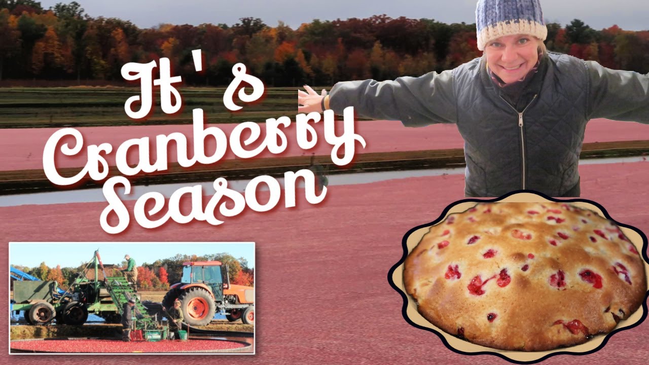 🔴Everything CRANBERRY: From Harvest to Delicious Desserts
