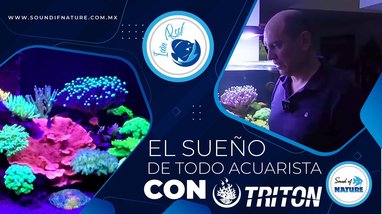 El sueño de todo acuarista con Triton