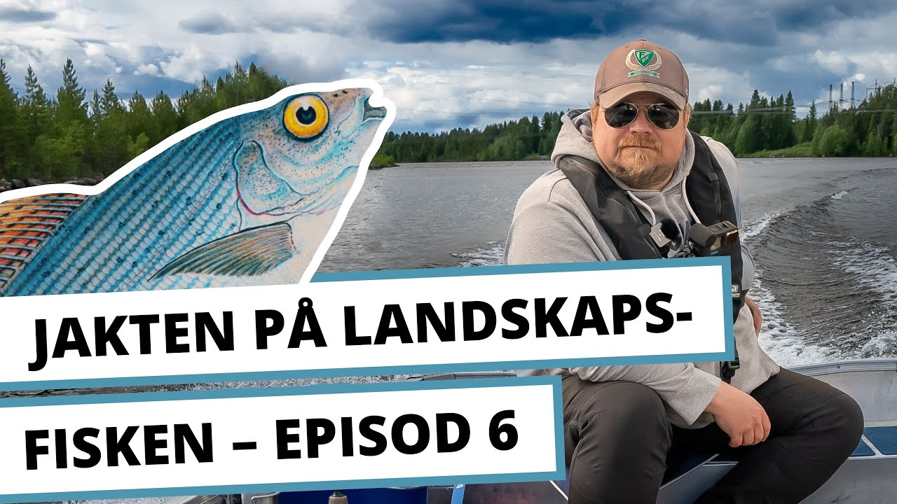 Jakten p&aring; landskapsfisken Episod 6 &ndash; Harrfiske i H&auml;rjedalen