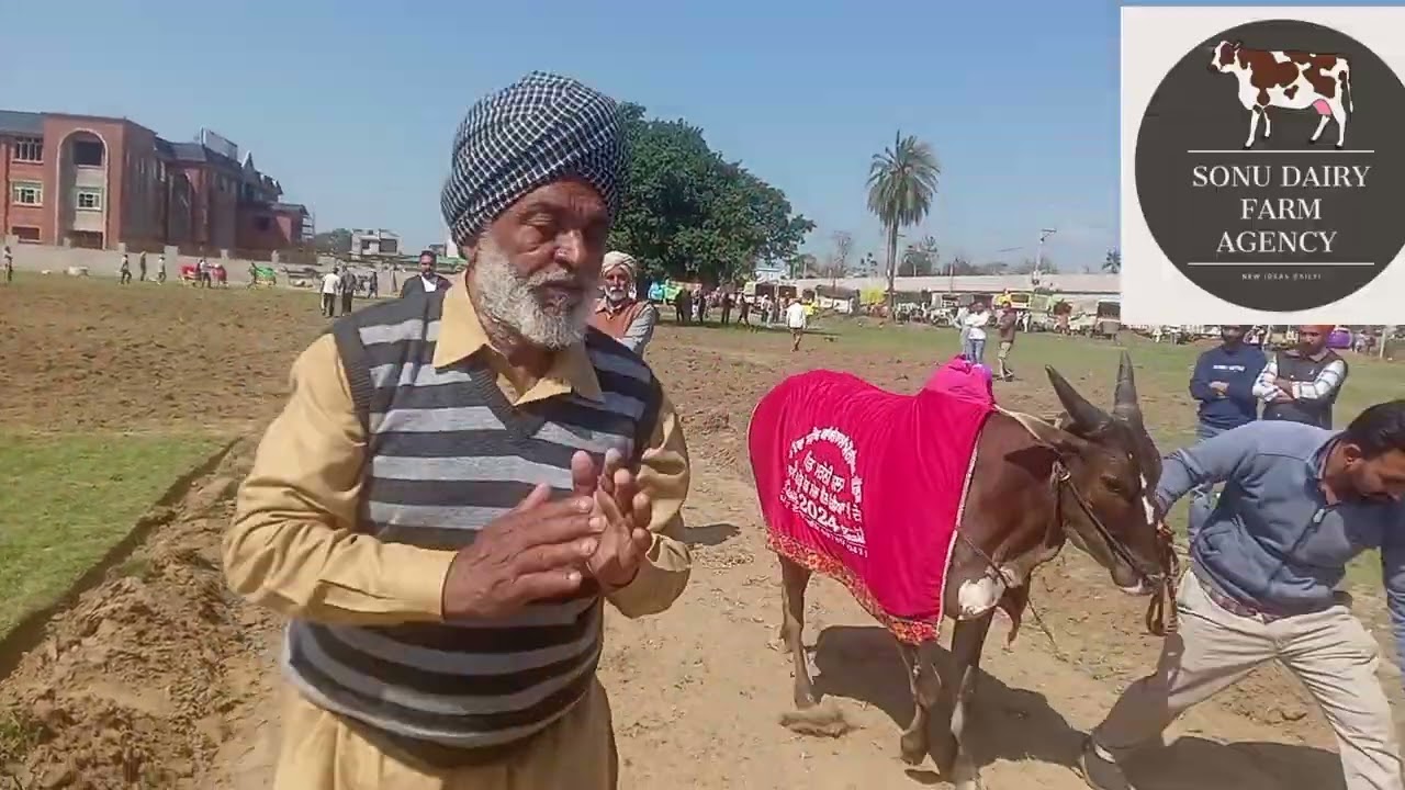 ਦੇਖੋ ਬੈਲ ਗੱਡੀਆਂ ਦੀਆਂ ਦੌੜਾਂ ਬਲਦਾਂ ਤੇ ਬੱਛੇ ਦੀਆਂ।