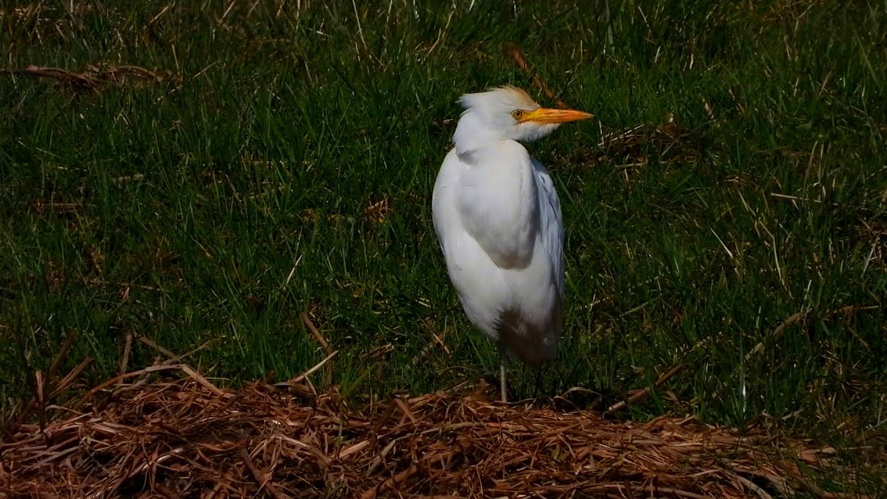 Cattle egret,Kuhegre,Египетская цапля,Héron garde-bœufs,Koereiger,Garcilla bueyera,Kuhreiher, p1000