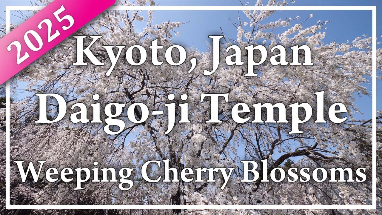 Daigo-ji.  The famous cherry blossom spot features magnificent weeping cherry trees in full bloom.