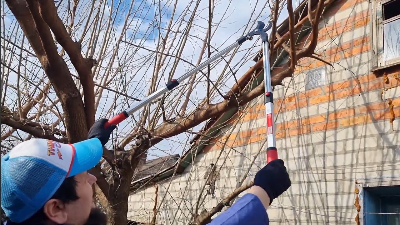 Самый Дешёвый и Самый Лучший Сучкорез для Сада Vitals Master LS-910-01T телескопический 63-91 см