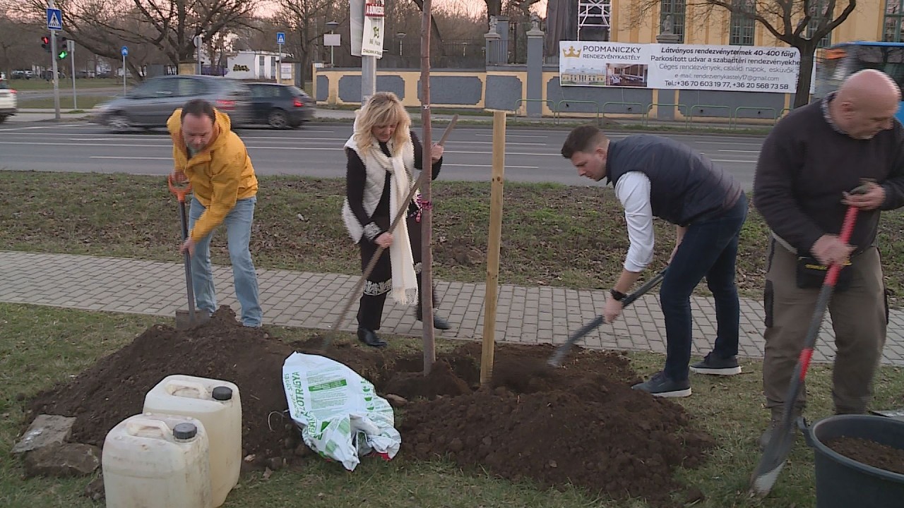 Krónika: Megkezdődött a tavaszi faültetési akció Rákosmentén (2026.03.06.)