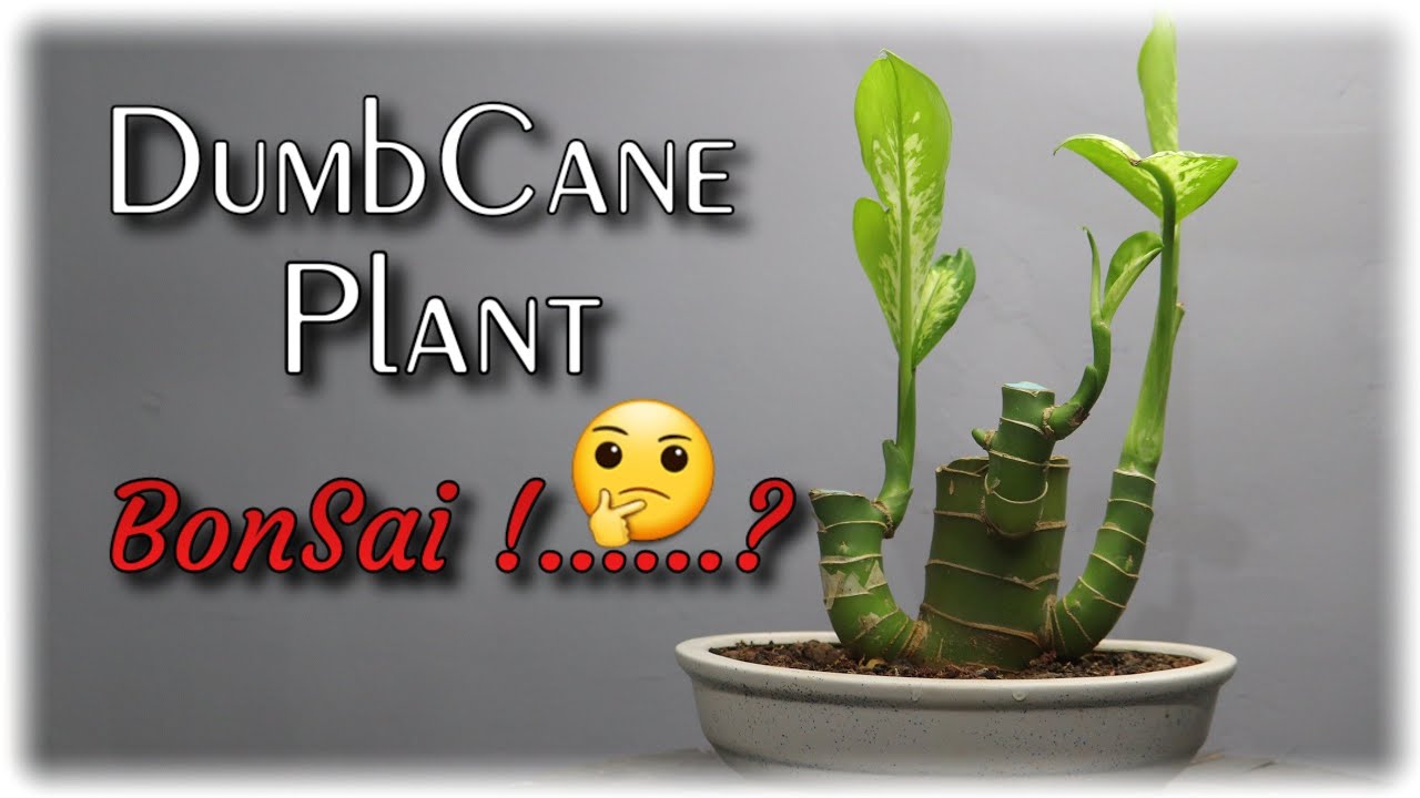 DumbCane plant Bonsai |  Secrets of Making a Beautiful Dieffenbachia Bonsai