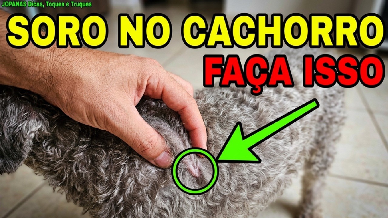 como aplicar soro subcutâneo | cachorro | fluidoterapia
