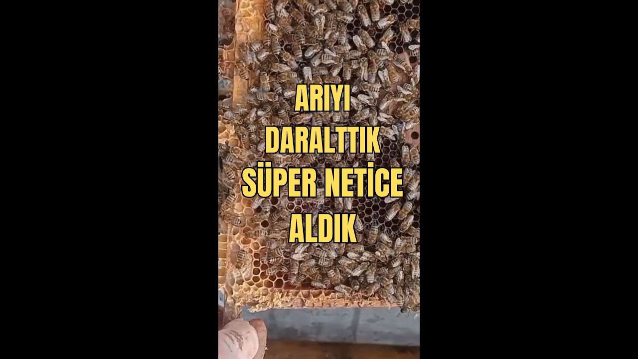 Arıyı Daralttık, Süper Netice Aldık...