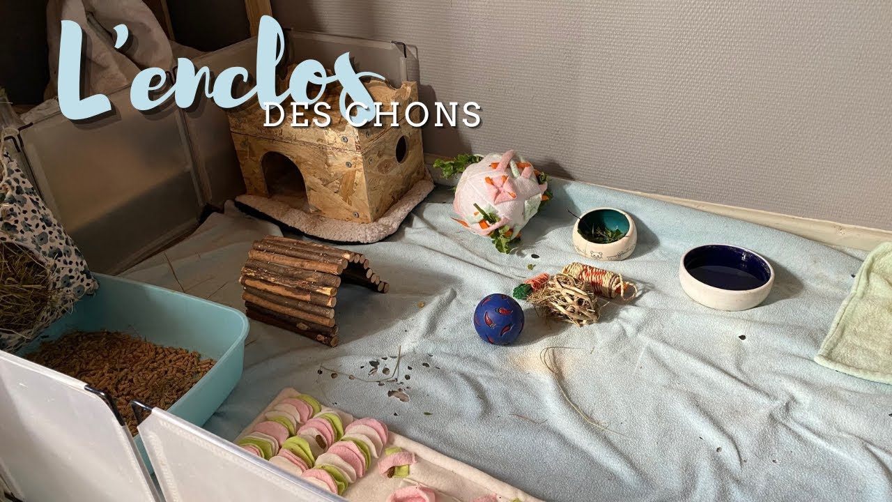 On fait ensemble l'enclos de mes cochons d'inde + enclos Tour