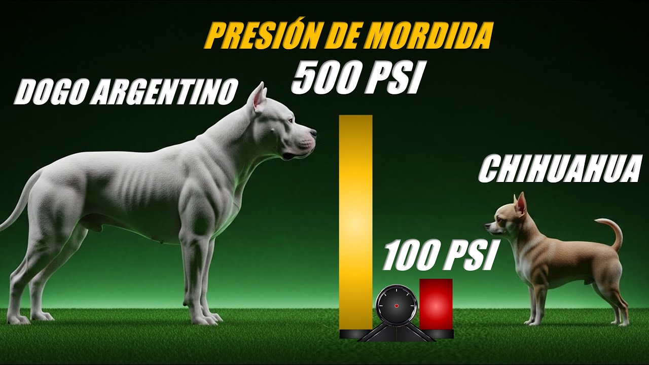 COMPARACIÓN DE FUERZA DE MORDIDA | Desde el Perro más PEQUEÑO al más GRANDE