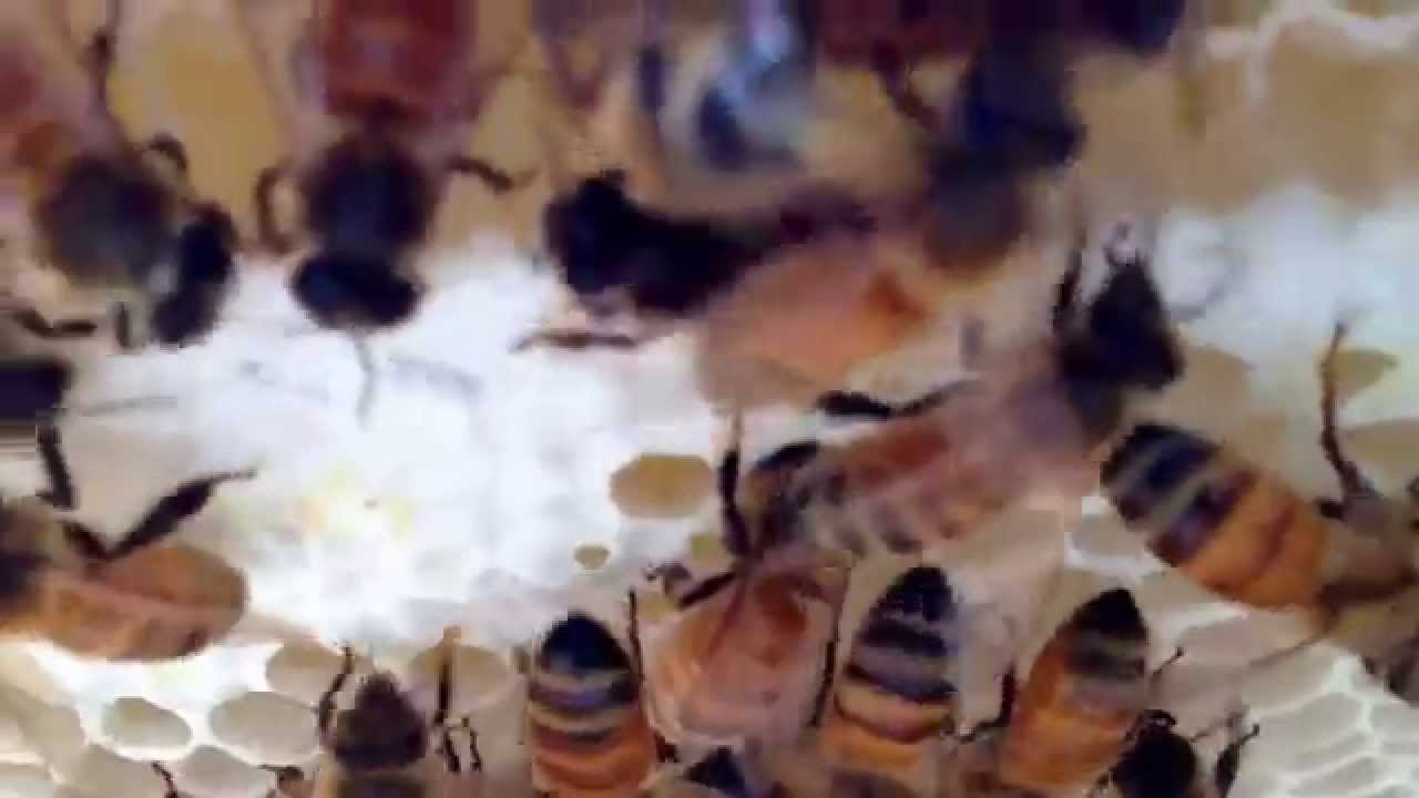 Bees filling wax cells with nectar.