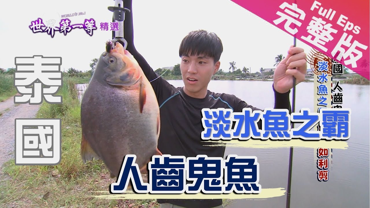 【泰國】葫蘆木鱉果/極限足球/亞洲第一甩尾王/人齒鬼魚 ｜《世界第一等》848集完整版