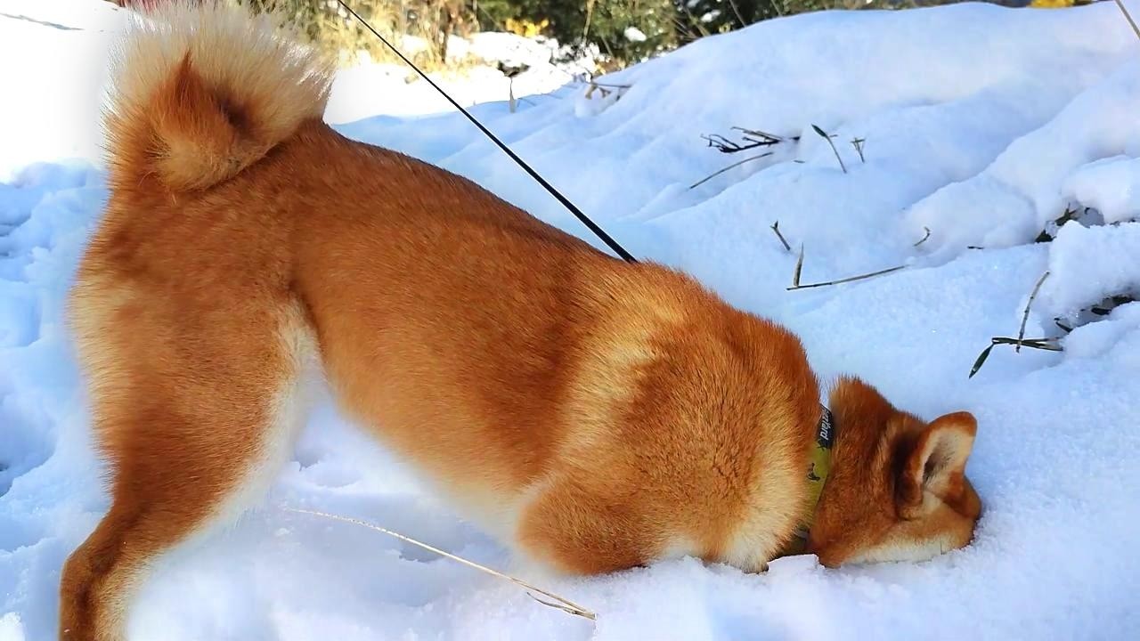 薪ストーブの前で雪を思う【柴犬の音頭】