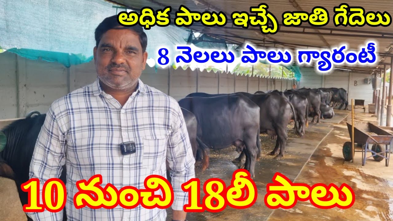 అధిక పాలు ఇచ్చే జాతి గేదెలు ఎంపిక 7995544559 COUNTRYSIDE DAIRY FARM jafarabaadi Bunny Buffalos