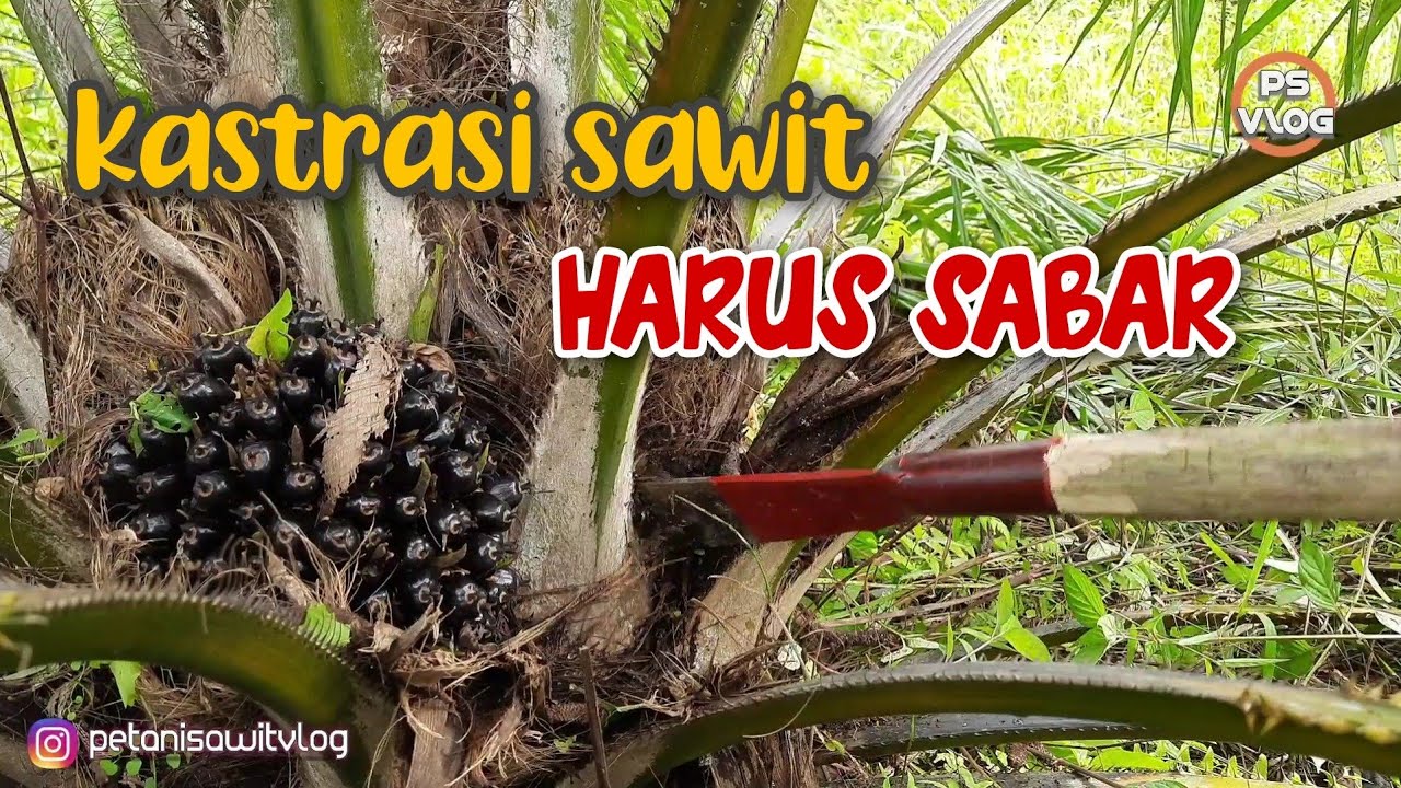 Kastrasi Kelapa Sawit Harus Sabar