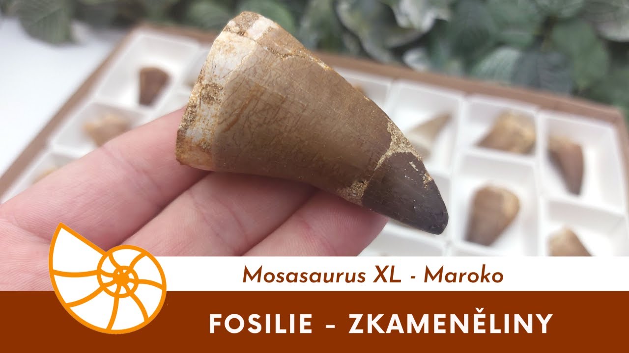 Mosasaurus XL - Maroko #mosasaurus #prehistoriccreatures #zkameneliny #fosilie #fossils #fosilieshop