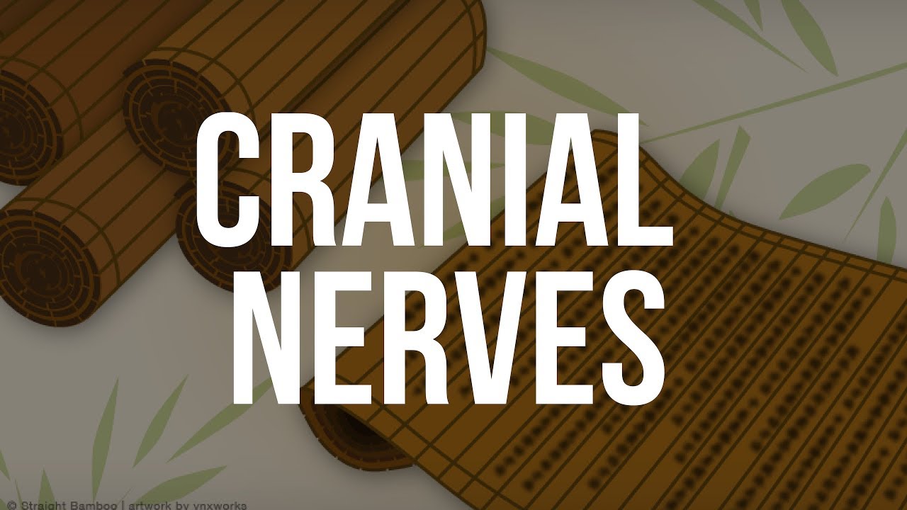 Cranial Nerves | NCCAOM Board Exam