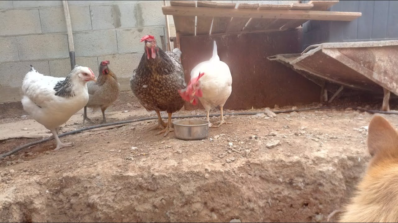 Mis gallinas me quieren realmente?❤️🐔
