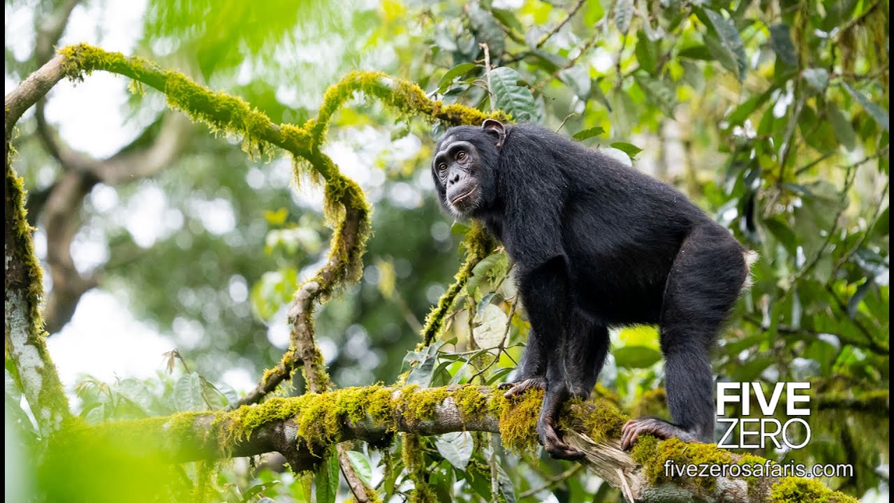The Great Apes Safari