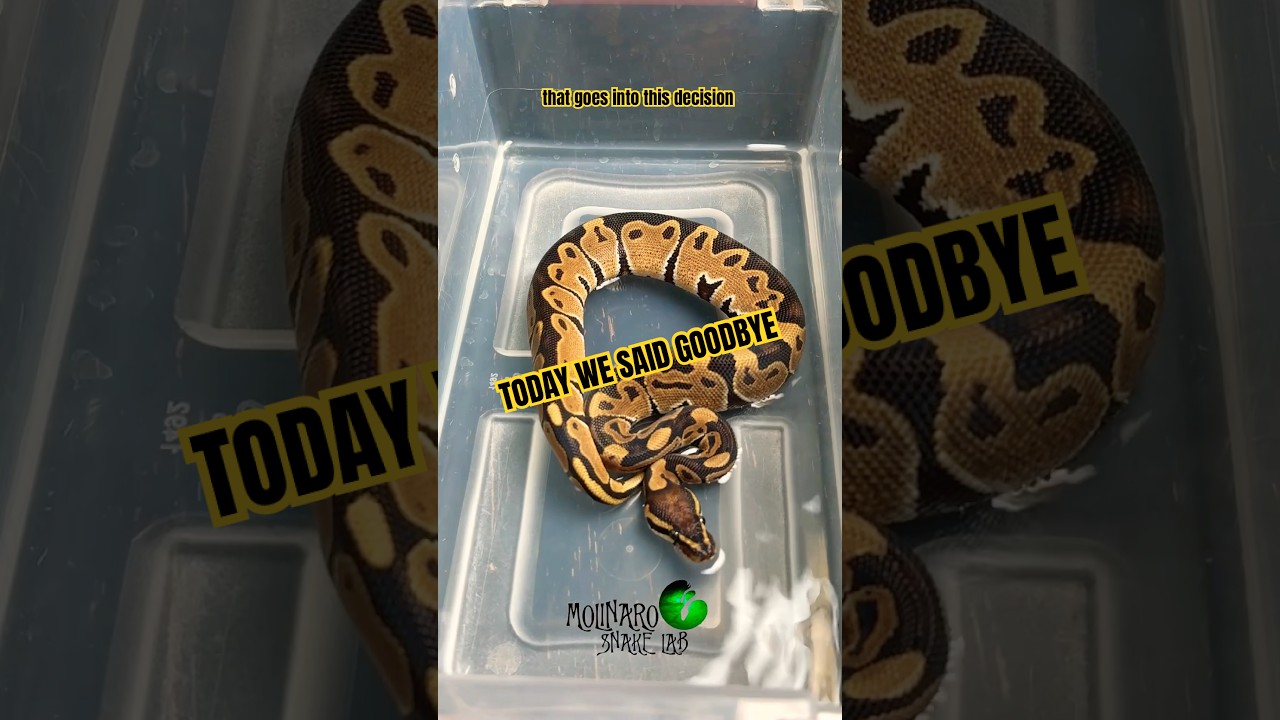 Today we said goodbye. #molinarosnakelab #ballpythonbreeder #snake #shorts #usa #python #royalpython
