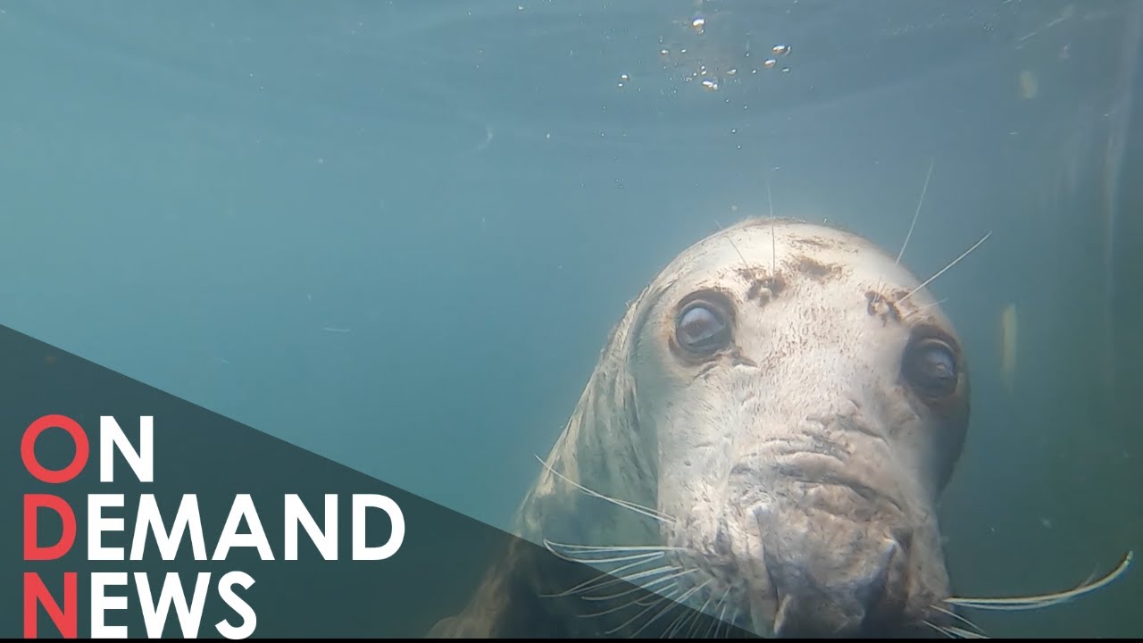 Why Are Cornish Seals Moulting Their Coats Early?
