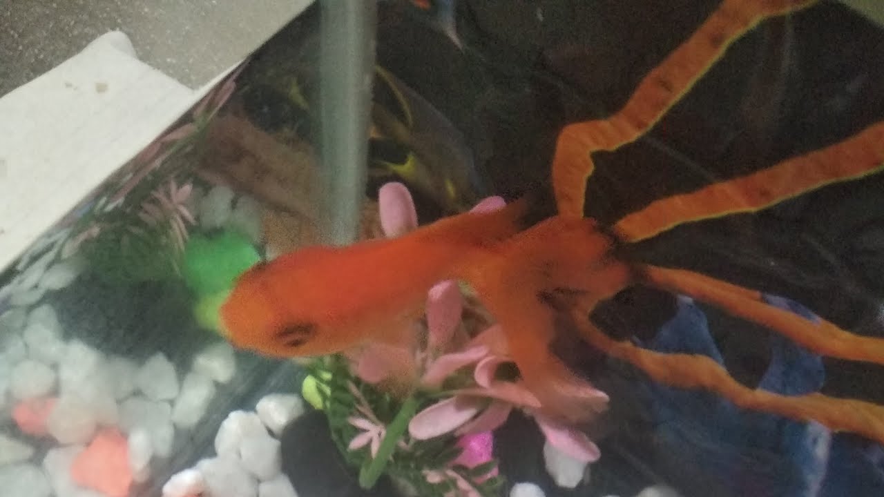 Aquarium Fish Live 😍