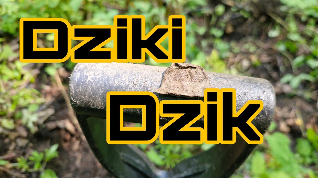 Przeszukuję miejsce po dzikach 👍