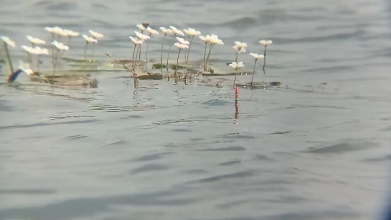 ADA TUMBUHAN TERATAI SEDIKIT SAYA COBA LEMPAR DI SAMPINGNYA | MANCING NILA UMPAN LUMUT