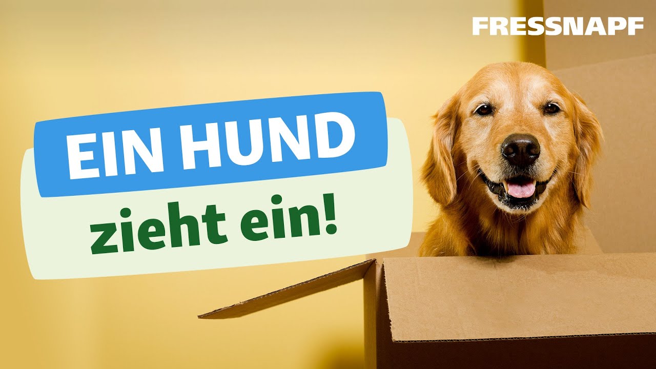 Ein Hund zieht ein - Alles zum Start mit dem neuen Hund