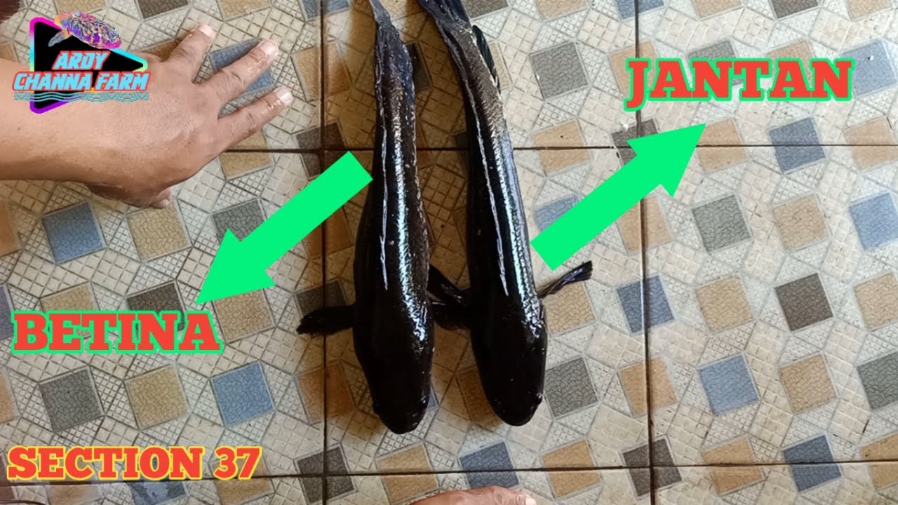 Membedakan Ikan Gabus Jantan dan Betina Dengan Valid (Part 2)