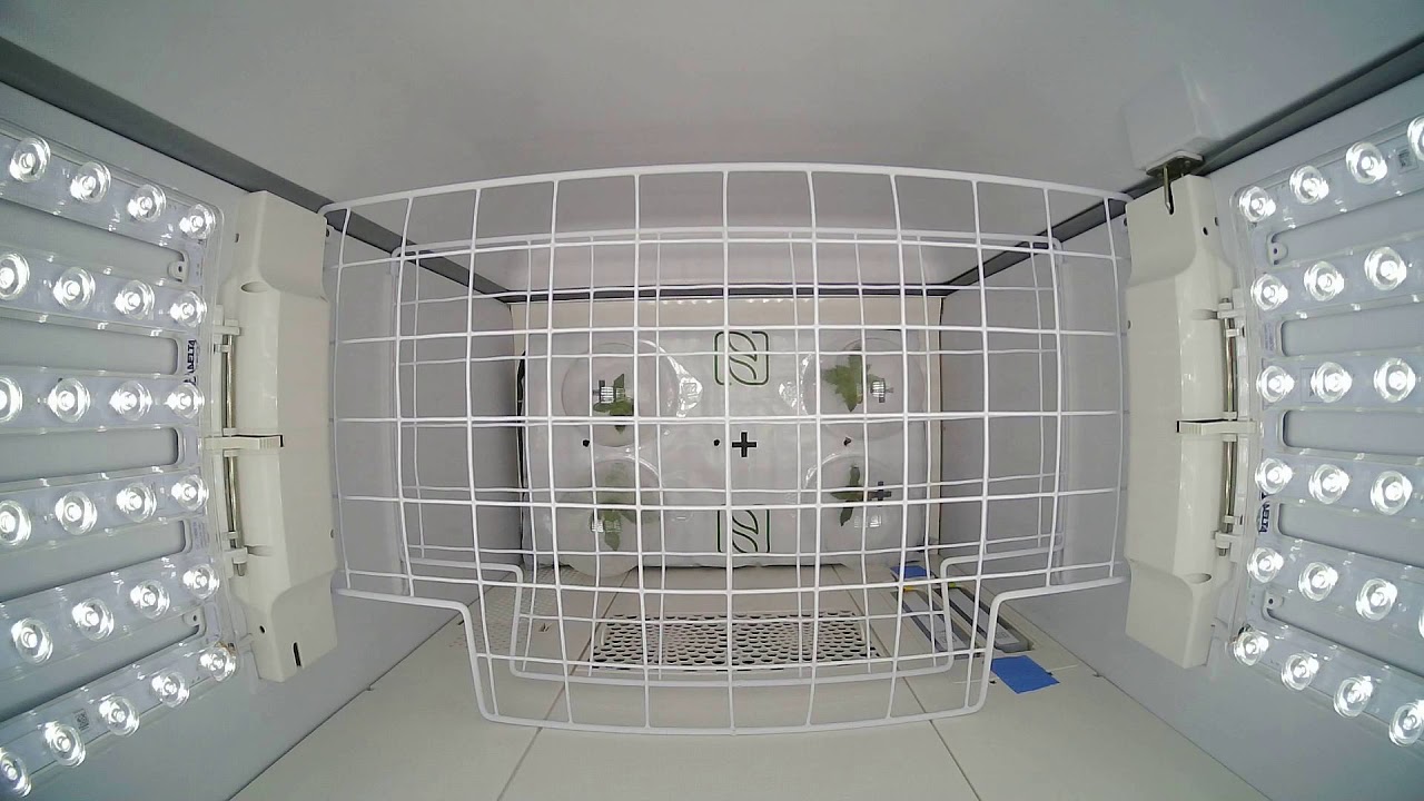 Time lapse- LSD25 AUTO - 8-9-2019 / 9-27-2019